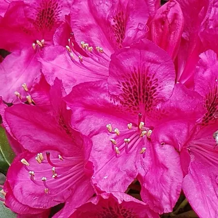 Zaukeneck Bad Schandau