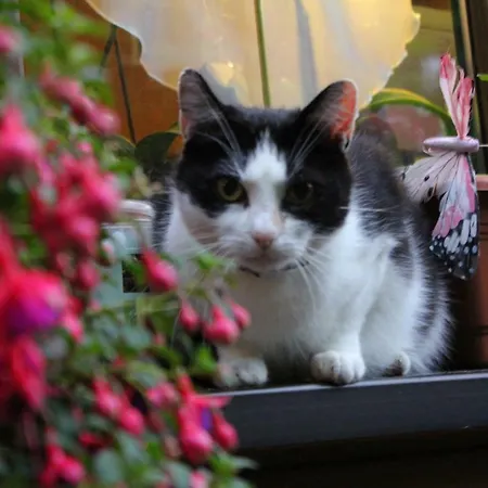 Lägenhet Zaukeneck Bad Schandau