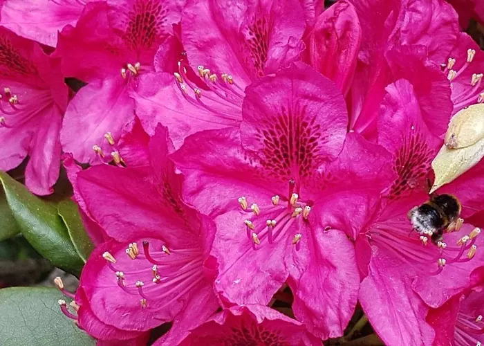 Zaukeneck Bad Schandau