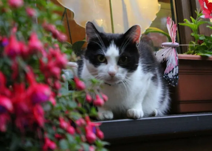 Apartament Zaukeneck Bad Schandau